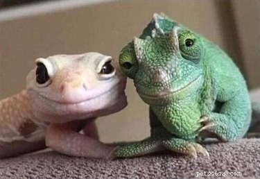 22 Adorable Reptile Photos That Will Melt Your Heart