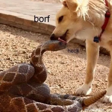 22 Adorable Reptile Photos That Will Melt Your Heart