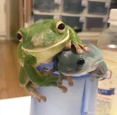 22 Adorable Reptile Photos That Will Melt Your Heart