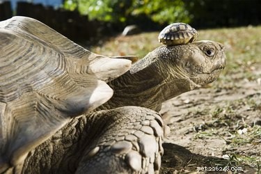 22 Adorable Reptile Photos That Will Melt Your Heart
