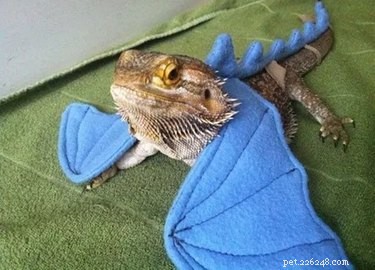 22 Adorable Reptile Photos That Will Melt Your Heart