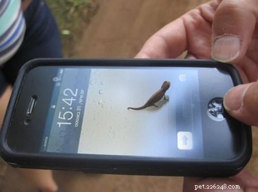 22 Adorable Reptile Photos That Will Melt Your Heart