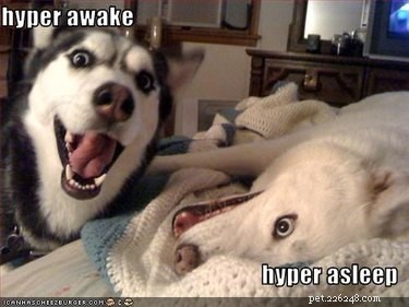 22 Laugh‑Inducing Husky Memes Every Dog Lover Will Enjoy