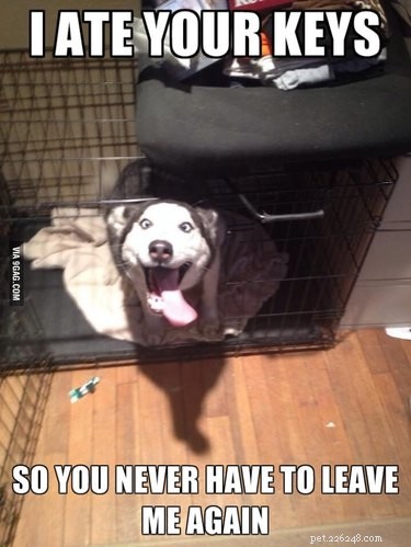 22 Laugh‑Inducing Husky Memes Every Dog Lover Will Enjoy
