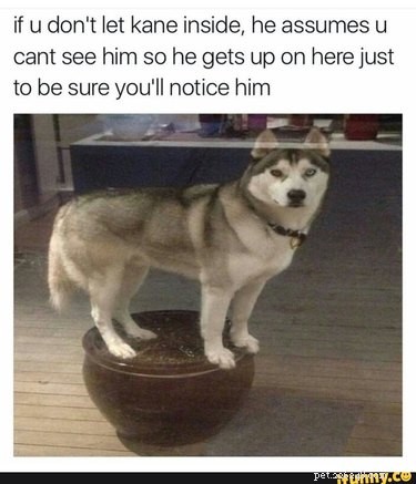 22 Laugh‑Inducing Husky Memes Every Dog Lover Will Enjoy