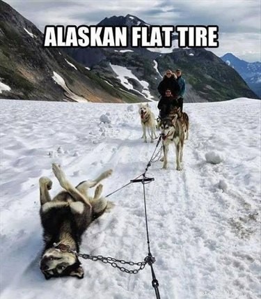 22 Laugh‑Inducing Husky Memes Every Dog Lover Will Enjoy