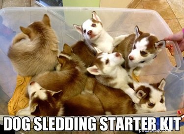 22 Laugh‑Inducing Husky Memes Every Dog Lover Will Enjoy