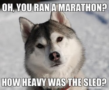 22 Laugh‑Inducing Husky Memes Every Dog Lover Will Enjoy