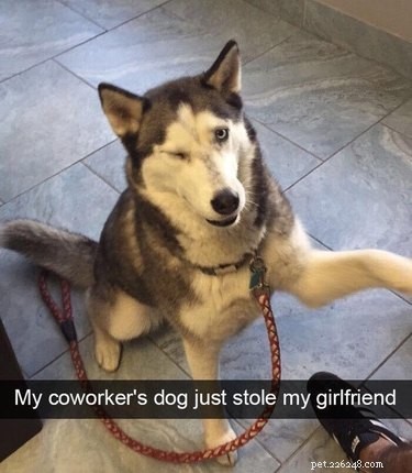 22 Laugh‑Inducing Husky Memes Every Dog Lover Will Enjoy