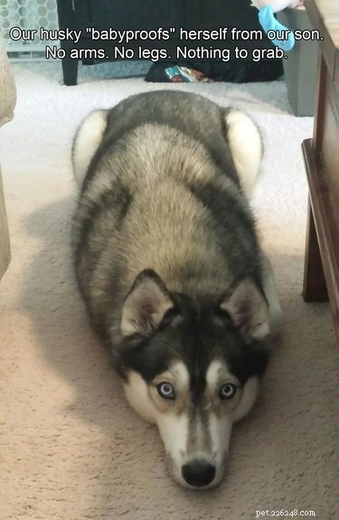22 Laugh‑Inducing Husky Memes Every Dog Lover Will Enjoy