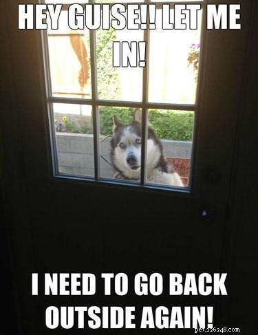 22 Laugh‑Inducing Husky Memes Every Dog Lover Will Enjoy