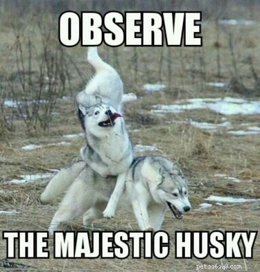 22 Laugh‑Inducing Husky Memes Every Dog Lover Will Enjoy