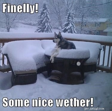 22 Laugh‑Inducing Husky Memes Every Dog Lover Will Enjoy