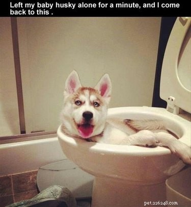 22 Laugh‑Inducing Husky Memes Every Dog Lover Will Enjoy