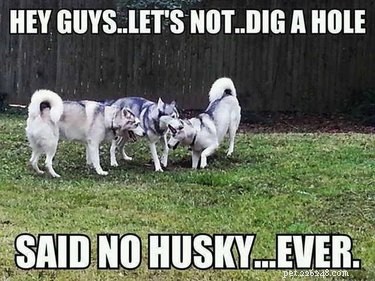 22 Laugh‑Inducing Husky Memes Every Dog Lover Will Enjoy