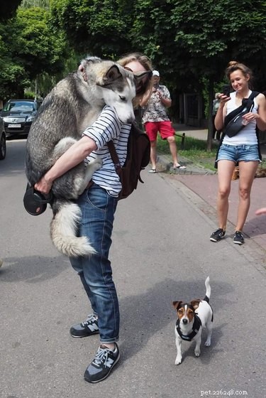 22 Laugh‑Inducing Husky Memes Every Dog Lover Will Enjoy