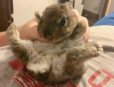 Quick-Thinking Woman Saves Bunny From Dangerous Soapy Bath