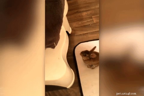 Quick-Thinking Woman Saves Bunny From Dangerous Soapy Bath
