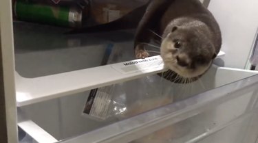 Otter Breaks into Fridge for Midnight Snack—A Hilarious Home‑Invasion Clip