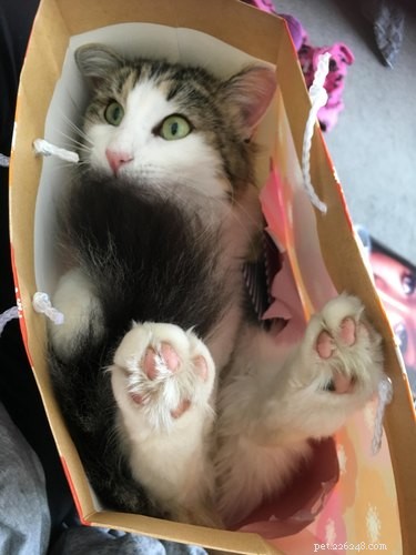 24 Pets That Love Bags – Adorable & Heartwarming Stories