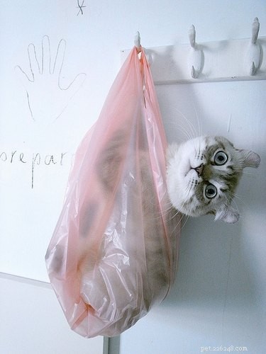 24 Pets That Love Bags – Adorable & Heartwarming Stories