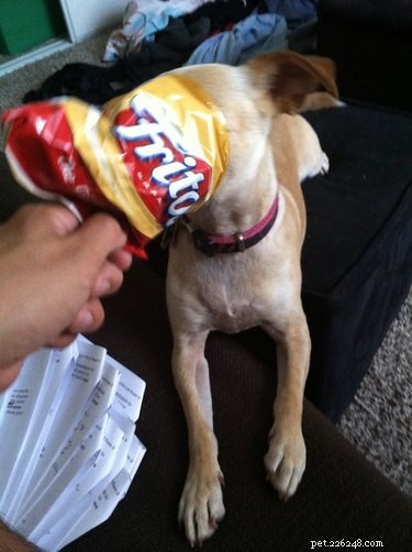 24 Pets That Love Bags – Adorable & Heartwarming Stories