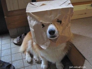 24 Pets That Love Bags – Adorable & Heartwarming Stories