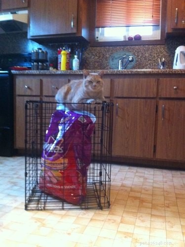 24 Pets That Love Bags – Adorable & Heartwarming Stories