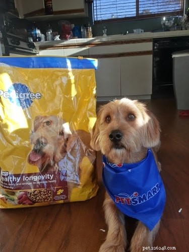 24 Pets That Love Bags – Adorable & Heartwarming Stories