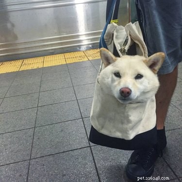 24 Pets That Love Bags – Adorable & Heartwarming Stories