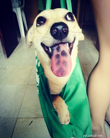 24 Pets That Love Bags – Adorable & Heartwarming Stories