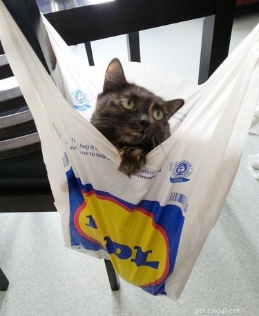 24 Pets That Love Bags – Adorable & Heartwarming Stories