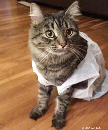 24 Pets That Love Bags – Adorable & Heartwarming Stories