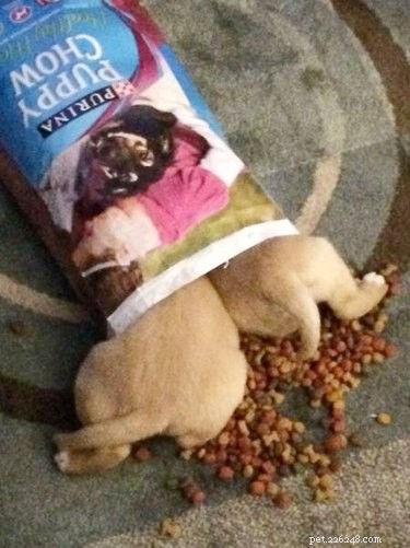 24 Pets That Love Bags – Adorable & Heartwarming Stories