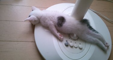 19 Adorable Pet Sleep Spots That Show Animals Rest Anywhere