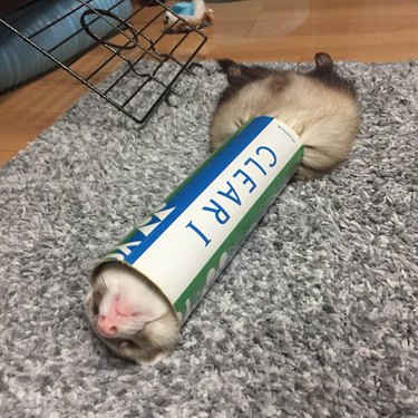19 Adorable Pet Sleep Spots That Show Animals Rest Anywhere