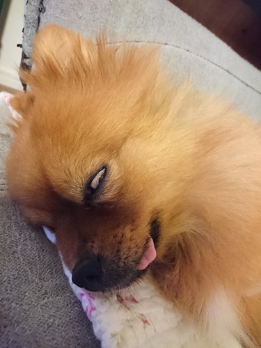 19 Adorable Pet Sleep Spots That Show Animals Rest Anywhere
