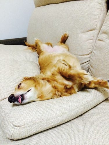 19 Adorable Pet Sleep Spots That Show Animals Rest Anywhere