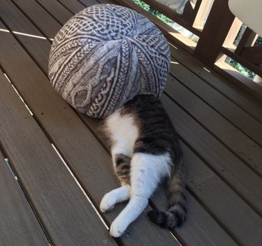 19 Adorable Pet Sleep Spots That Show Animals Rest Anywhere