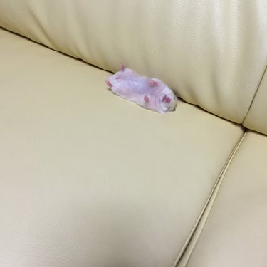 19 Adorable Pet Sleep Spots That Show Animals Rest Anywhere