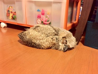 19 Adorable Pet Sleep Spots That Show Animals Rest Anywhere