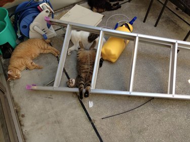 19 Adorable Pet Sleep Spots That Show Animals Rest Anywhere