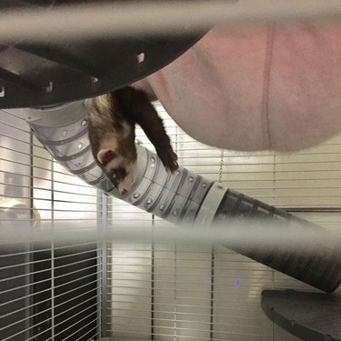 19 Adorable Pet Sleep Spots That Show Animals Rest Anywhere