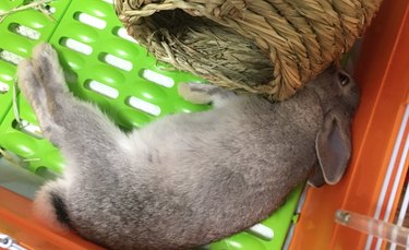 19 Adorable Pet Sleep Spots That Show Animals Rest Anywhere