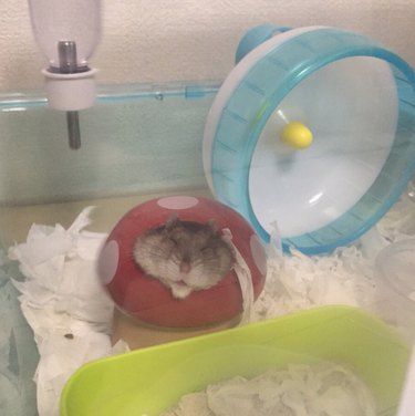 19 Adorable Pet Sleep Spots That Show Animals Rest Anywhere