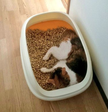 19 Adorable Pet Sleep Spots That Show Animals Rest Anywhere