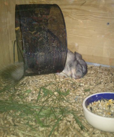19 Adorable Pet Sleep Spots That Show Animals Rest Anywhere