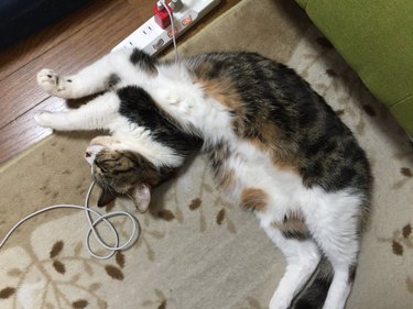 19 Adorable Pet Sleep Spots That Show Animals Rest Anywhere