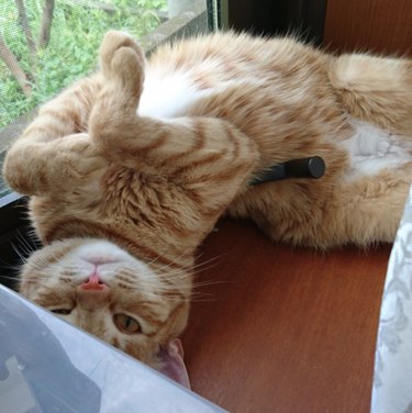 19 Adorable Pet Sleep Spots That Show Animals Rest Anywhere