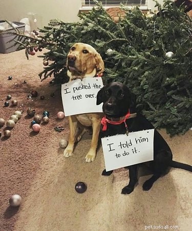 17 Surprising Secrets of Your Pets  Hidden Lives